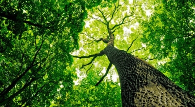 ДАРАХТЛАР...