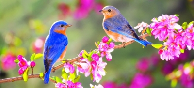 Баҳор ҳаёллари