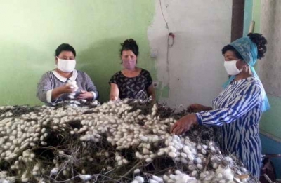 Улуғнорлик пиллакорларнинг шашти баланд