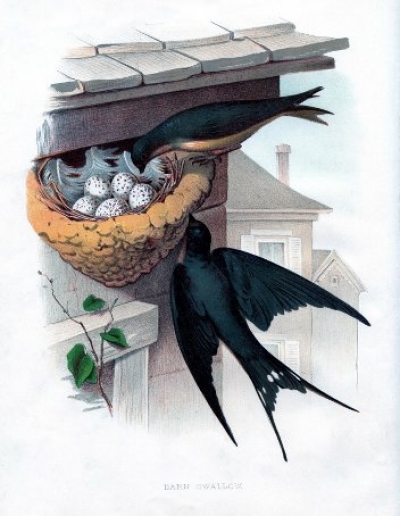 Бир жуфт қалдирғоч