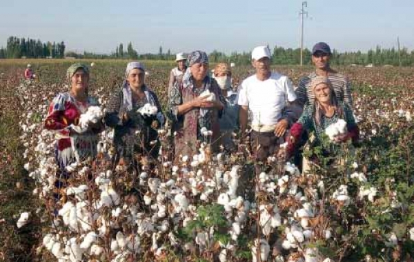 &quot;ШИРМОНБУЛОҚ ФАХРИ&quot; ФЕРМЕР ХЎЖАЛИГИ ОЛТИ ИШ КУНИДА РЕЖАНИ БАЖАРДИ