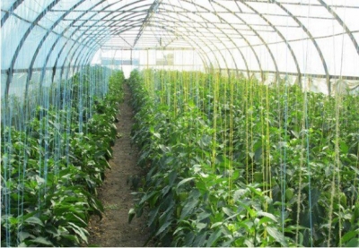 ИССИҚХОНА ДАРОМАДИДАН БОЙ БЎЛАЁТГАНЛАР