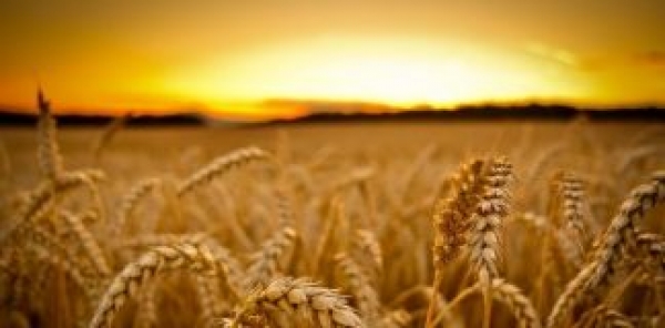 ҒАЛЛА-2018: ЁНҒИНЛАР КЕЛИБ ЧИҚИШИГА ЙЎЛ ҚЎЙМАЙЛИК!