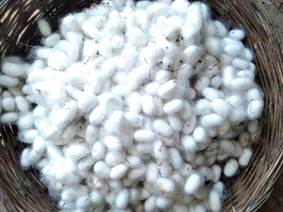 &quot;Бармоқларим пиллага текканида унинг нафислигини ҳис этаман!&quot;