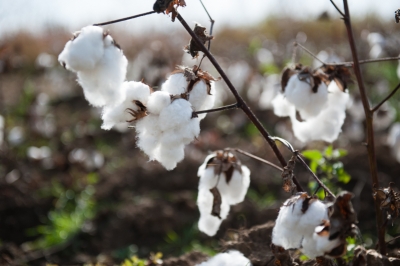 ПАХТА ЙИFИМ-ТЕРИМИДА ФАОЛ ИШТИРОК ЭТАЙЛИК!