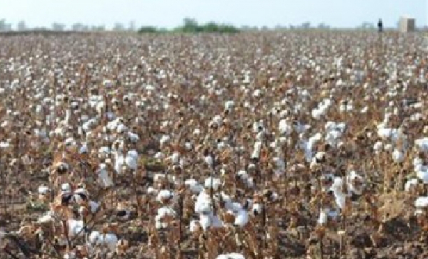 ПАХТА - ЮРТ ТАЯНЧИ