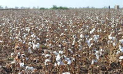 ПАХТА - ЮРТ ТАЯНЧИ