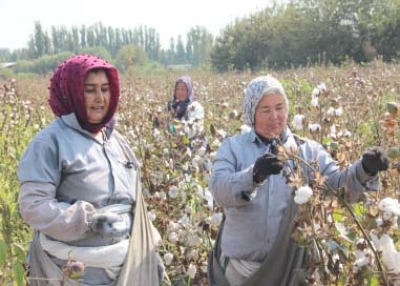 ОЛТИНКЎЛДА ПАХТА ЙИFИМ-ТЕРИМИ ҚИЗFИН ПАЛЛАГА КИРДИ