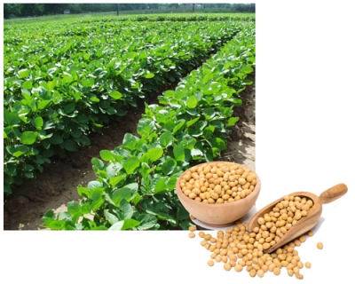 Соянинг серҳосил навлари яратилди