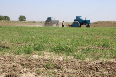 Қишлоқ хўжалиги ерларини аукционга чиқариш тартиби бугундан янгиланди!