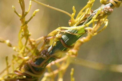 ЗАРАРКУНАНДА ВА ҲАШОРАТЛАРГА ҚАРШИ КУРАШДА ТАБИИЙ УСУЛЛАРДАН  ФОЙДАЛАНИШ  ЮҚОРИ САМАРАЛАР БЕРАДИ