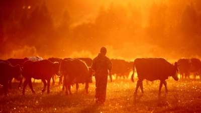 ЧЎПОННИНГ ҲИКОЯСИ ЁКИ МЕҲРНИНГ СУРАТИ