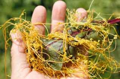 Зарпечак - экинлар учун хавфли ўсимлик