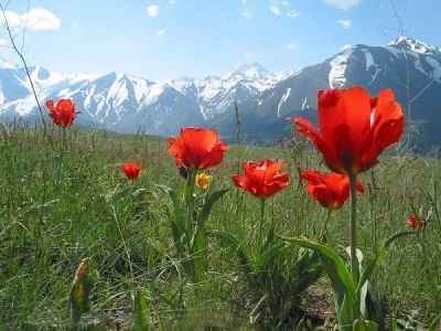 Мотамсаро қизғалдоқлар