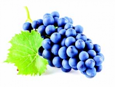 УЗУМ ҚУВВАТ БАҒИШЛАЙДИ