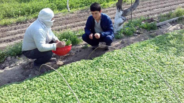 ХОНАДОНЛАРГА КЎЧАТЛАР ЕТКАЗИБ БЕРИЛМОҚДА