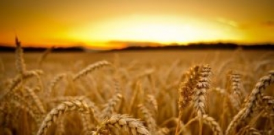 ҒАЛЛА-2018: ЁНҒИНЛАР КЕЛИБ ЧИҚИШИГА ЙЎЛ ҚЎЙМАЙЛИК!