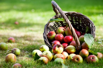 Дуварак олма