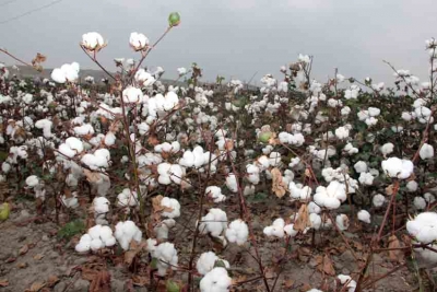 Мақсадимиз: вилоятимиз пахта хирмони юксалишига муносиб ҳисса қўшиш