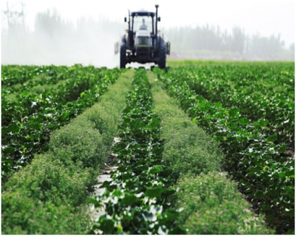 Ғўза қатор орасида зира етиштириш қўшимча даромад олиш имконини беради