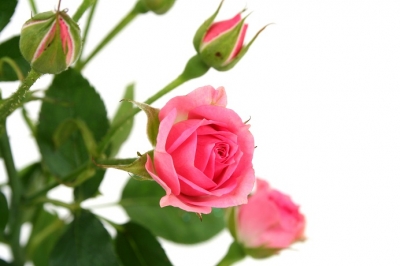 БУВИМ ЭККАН АТИРГУЛЛАР