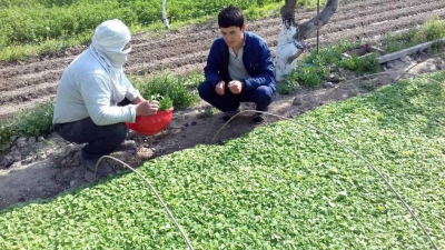 ХОНАДОНЛАРГА КЎЧАТЛАР ЕТКАЗИБ БЕРИЛМОҚДА